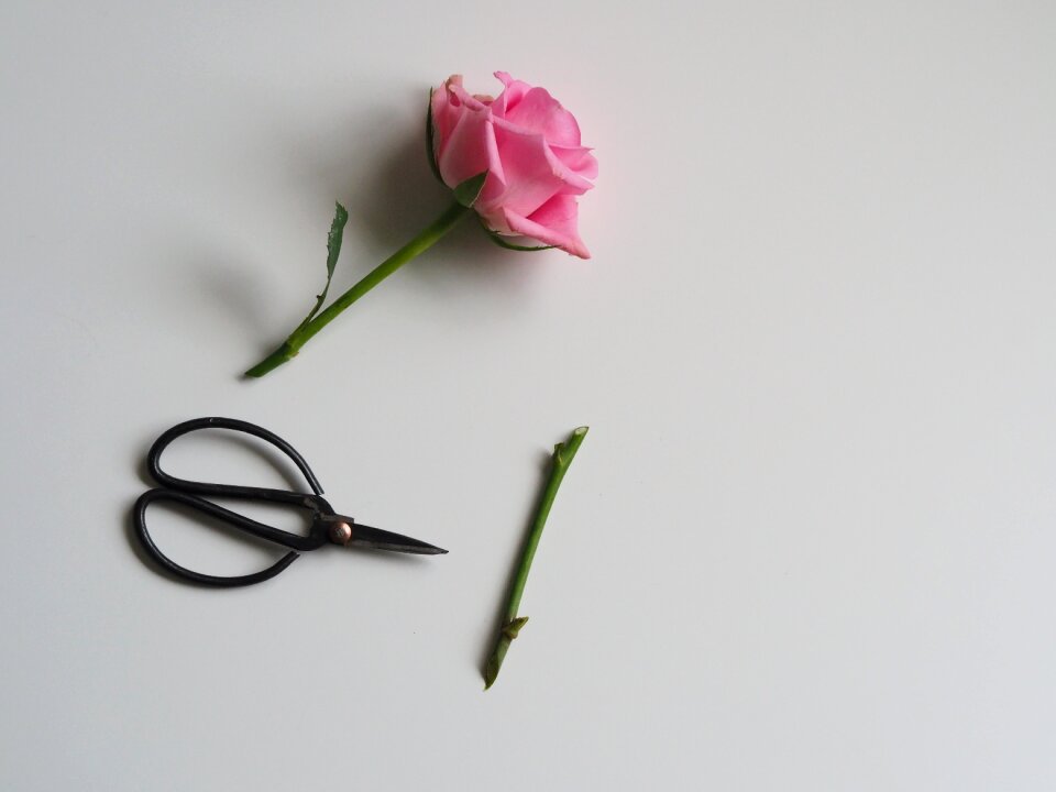 Summer desktop petal