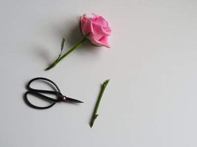 Summer desktop petal