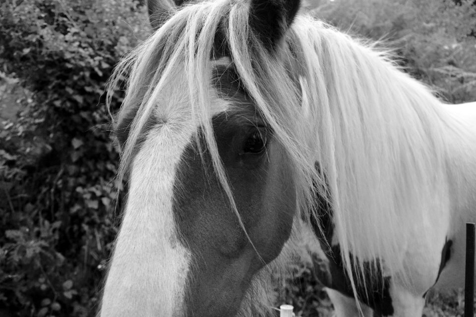 Photo black white equine herbivore