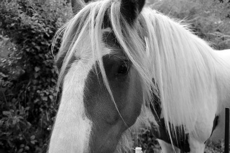 Photo black white equine herbivore