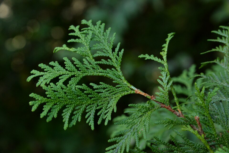 Western side bag leaf thuja orientalis l