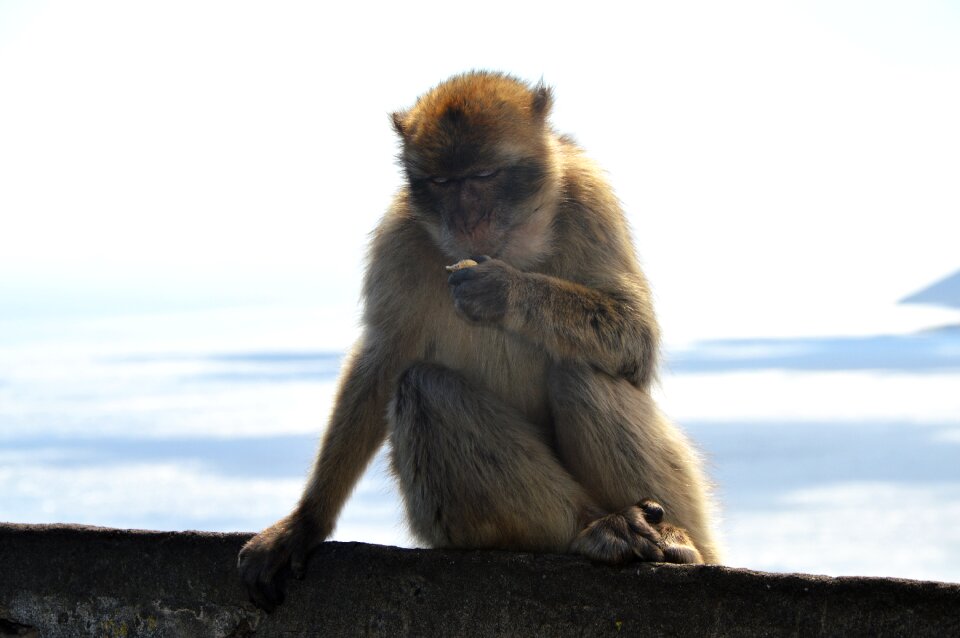 Barbary ape monkey rock gibraltar