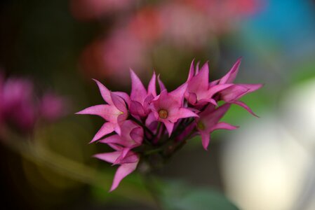 Flowers pink flower