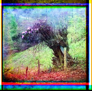 Rhododendron in an old tree hollow. In Makhindzhauri
