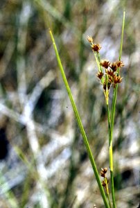 Rhynchospora capitellata NRCS-1