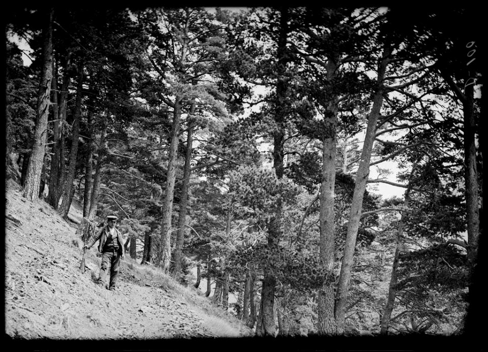 Retrat d'un caçador al bosc de Cenarbe