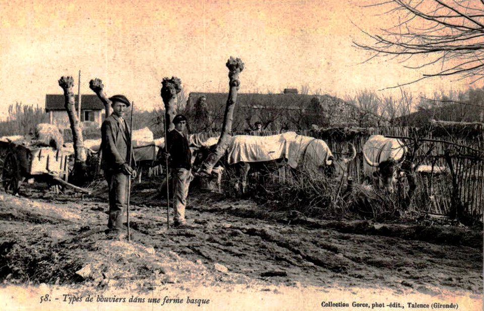 Rhune Agropastoralisme Bouviers