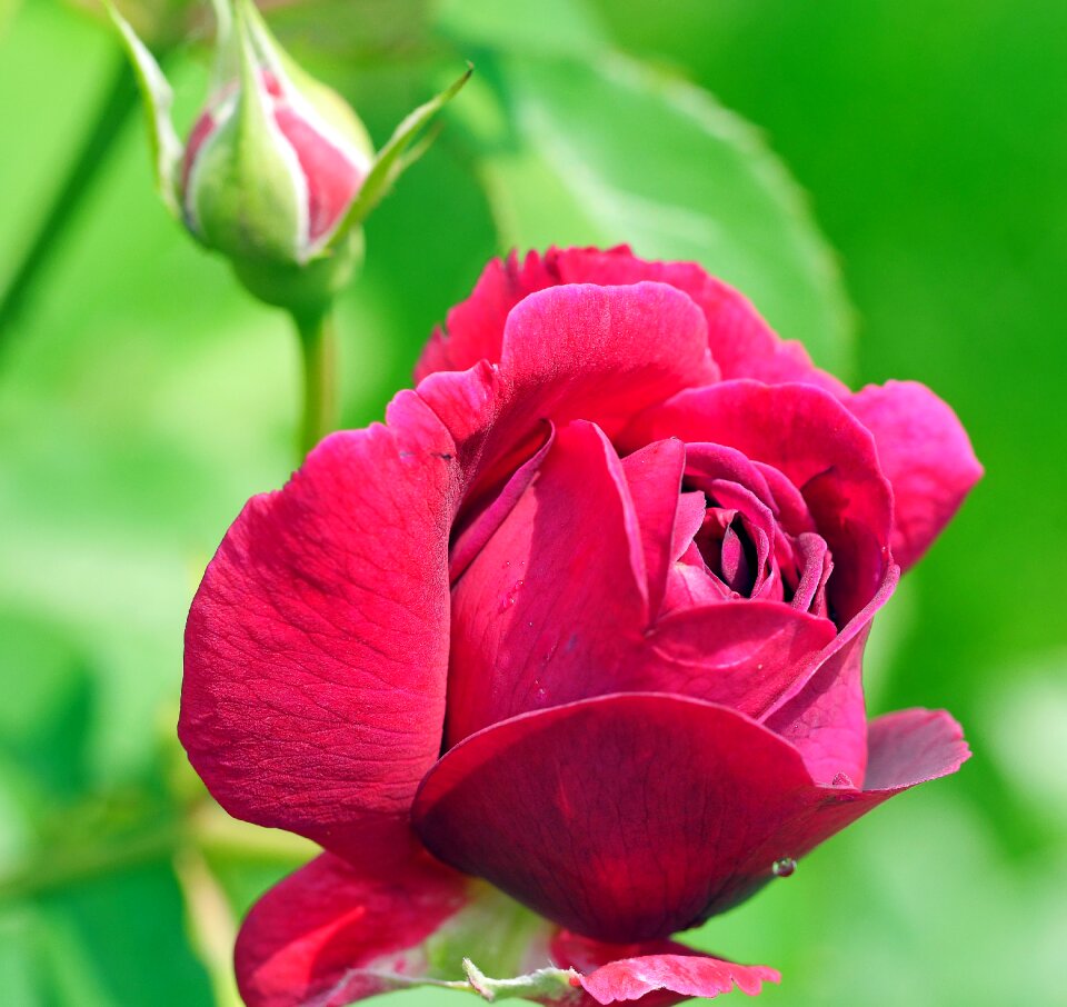 Carmine blue shimmer home garden