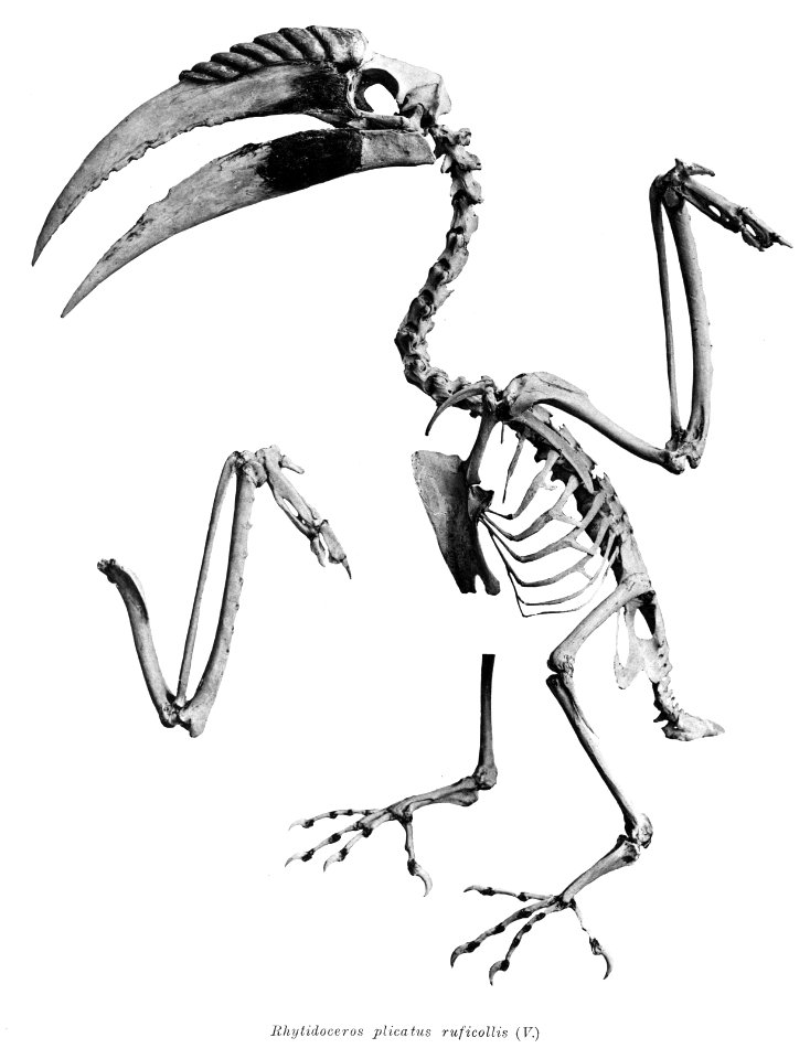 Rhytidoceros plicatus ruficollis 191