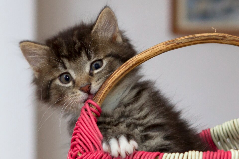 Cute pets closeup