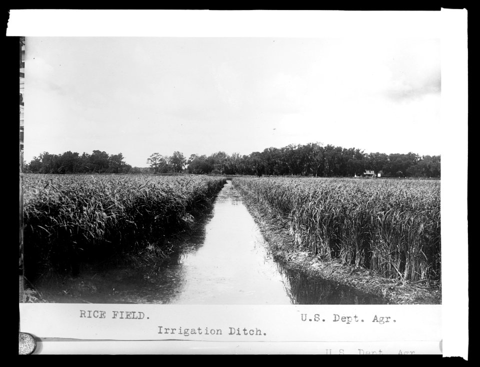 Rice field LCCN2016826175