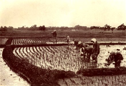 Rice planting. Before 1902