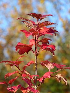 Red himmel autumn photo