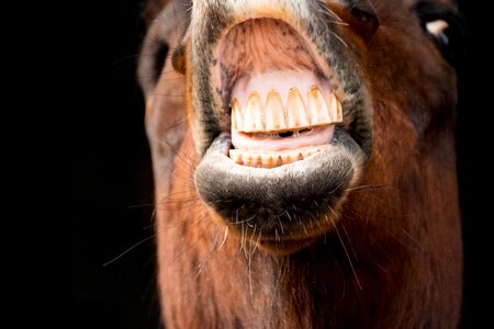 Face animal horse