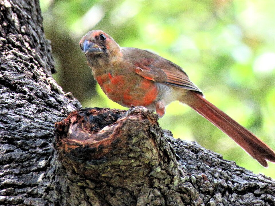 Immature cardinal songbird wildlife