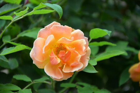 Bouquet nature offer