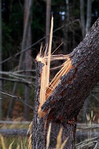 Forest destroy storm