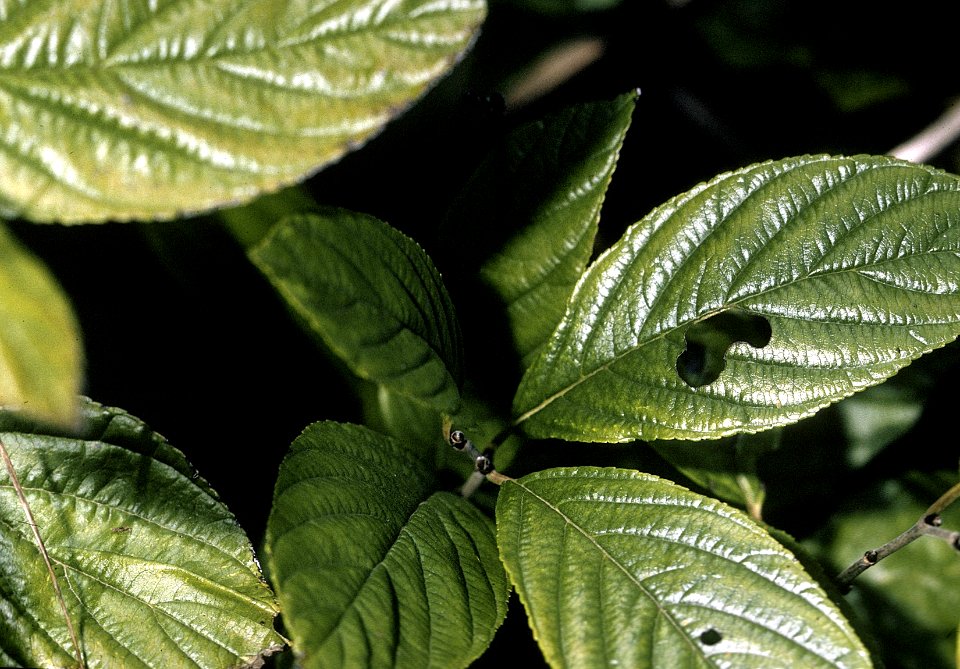 Rhamnus alnifolia NRCS-1
