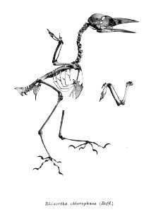 Rhinortha chlorophaea 186
