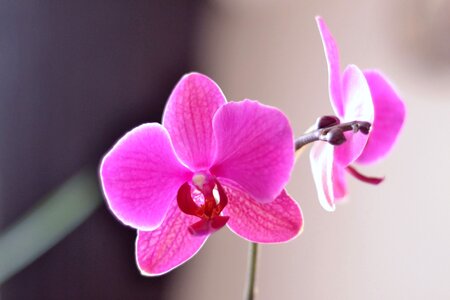 Desire macro beautiful