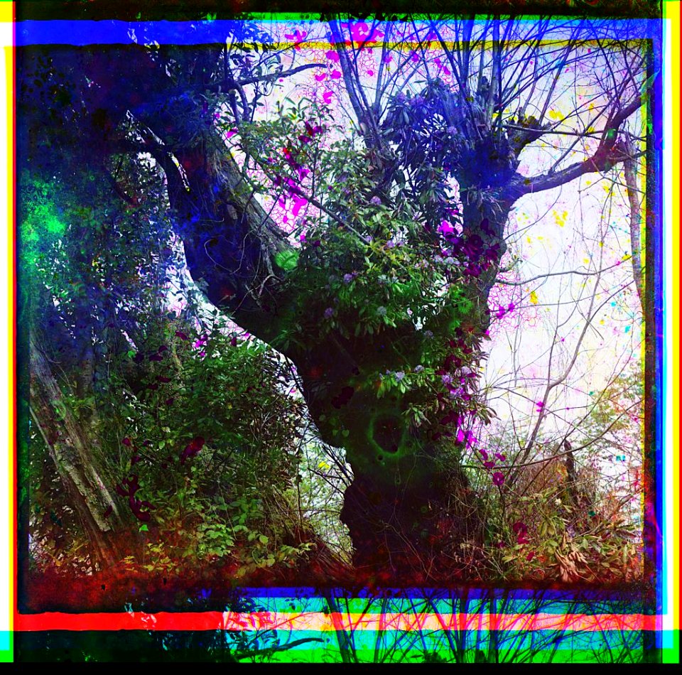 Rhododendron in an old chinar tree, In Makhindzhauri