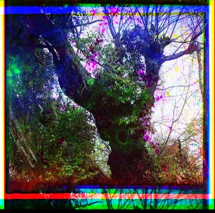 Rhododendron in an old chinar tree, In Makhindzhauri