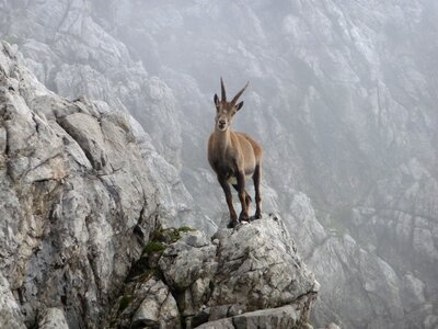 Capricorn animal nature