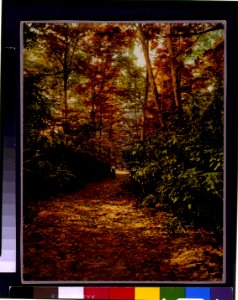 Rhododendron walk, Mt. Pocono, Pa. LCCN95510060