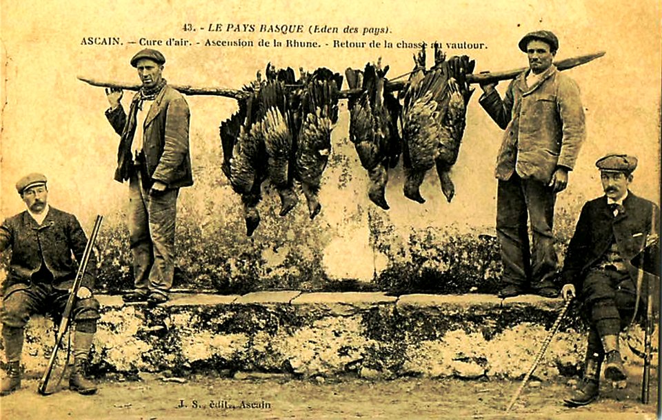 Rhune Faune Retour de la chasse aux vautours