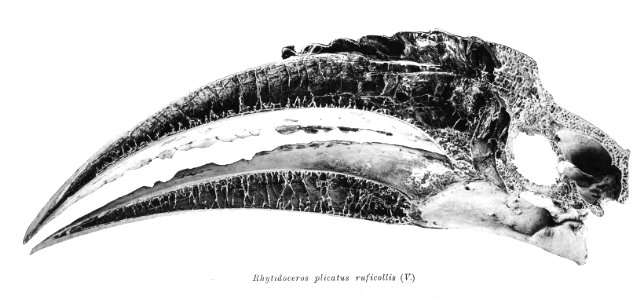 Rhytidoceros plicatus ruficollis 192
