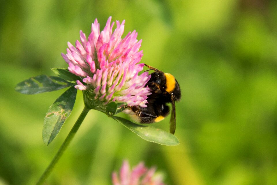 Flower plant hummel photo