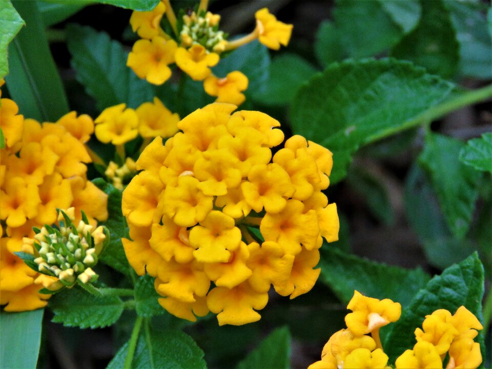 Tiny yellow garden