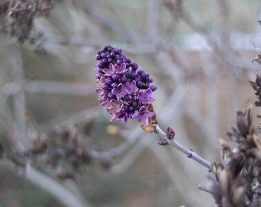 Nature branch lilac