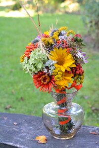 Flowers wildflowers field plant hallow