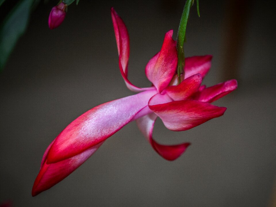 Flora plant macro