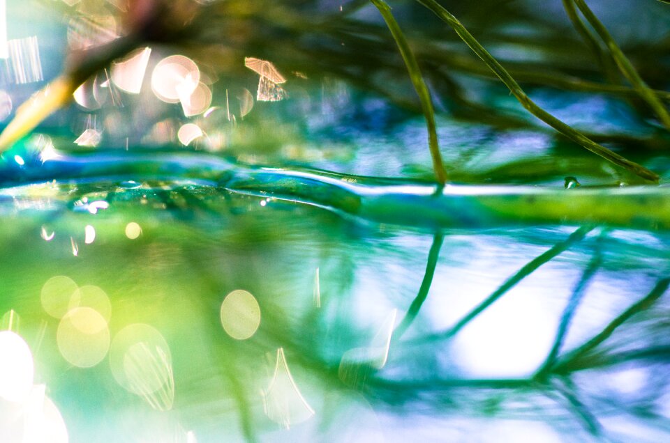 Mirroring plant water photo