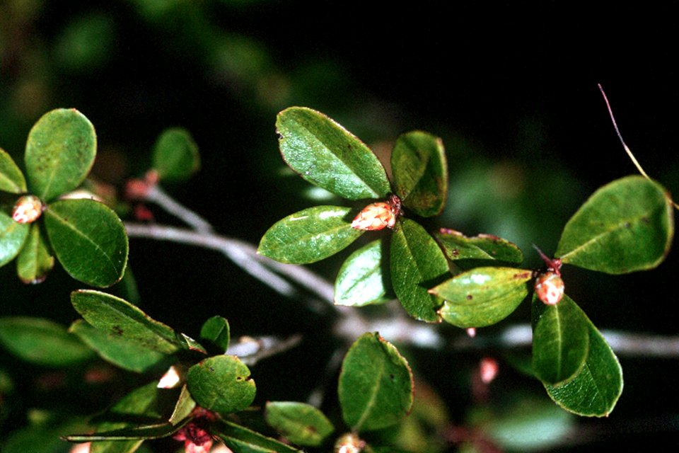 Rhododendron viscosum NRCS-1