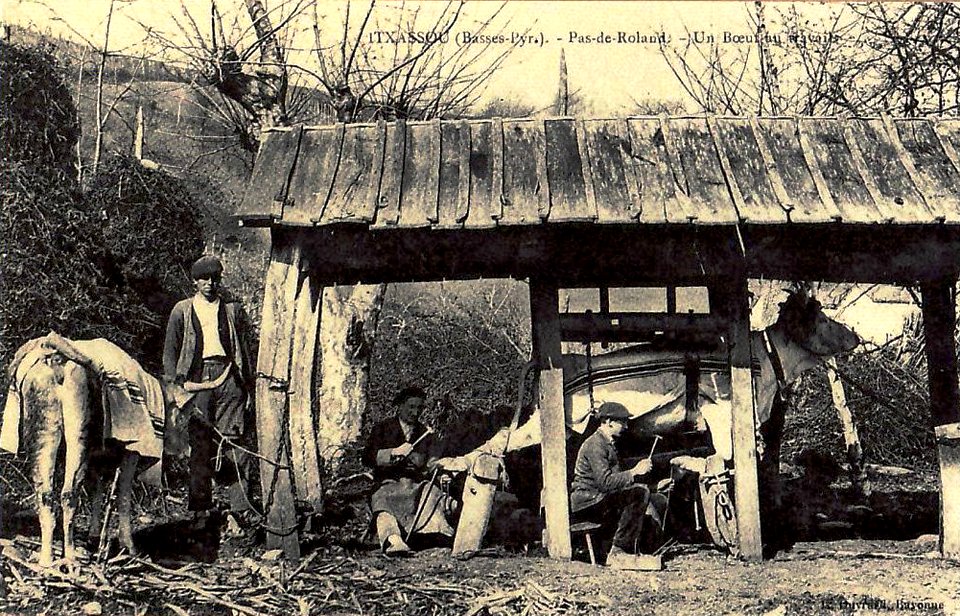 Rhune Agropastoralisme Boeuf au travail