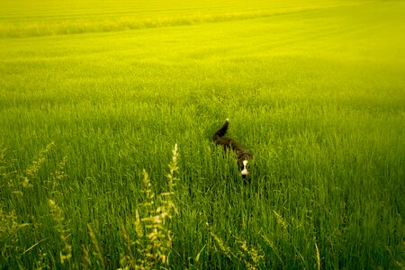 Animals nature landscape photo