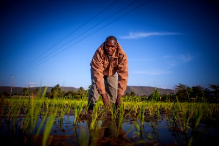 Rice Field (12756462863)