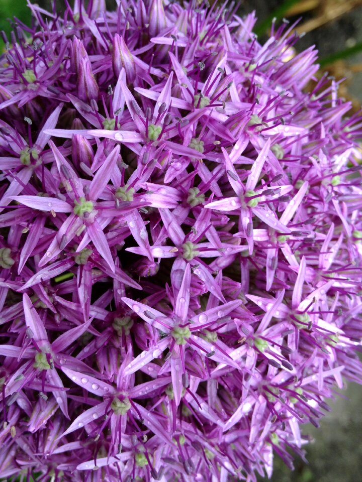 Garden ball blossom photo