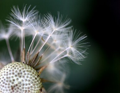 Fluffy stars garden photo