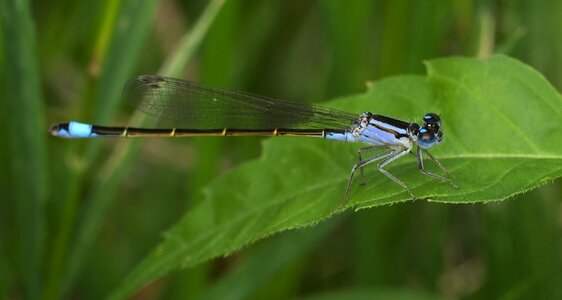 Wildlife outdoors dragonfly