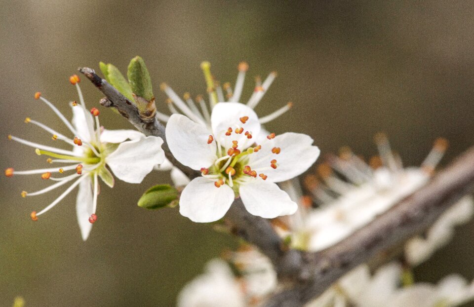 Nature spring blossoms full bloom