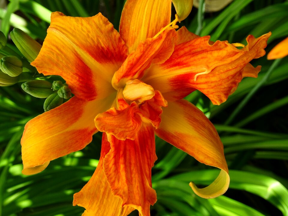 Magnificent flowers bold colors summer