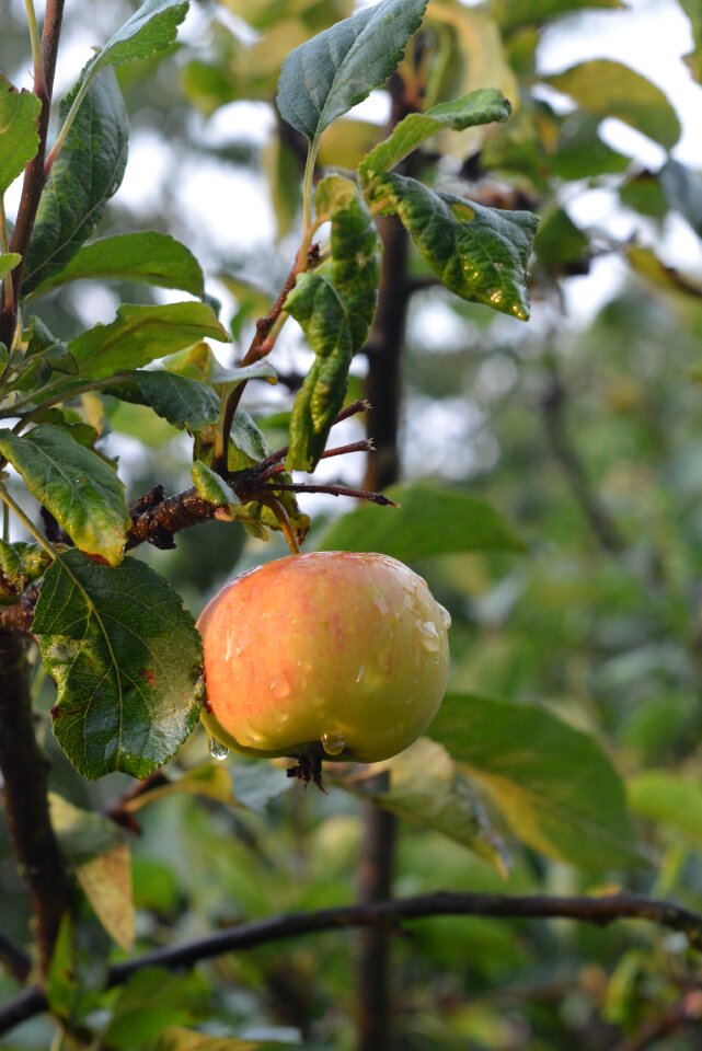 Maturation apples the freshness