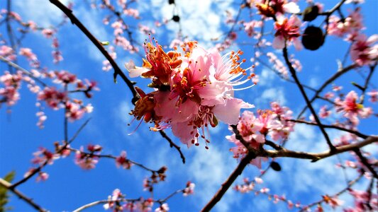 Almond tree season flower photo
