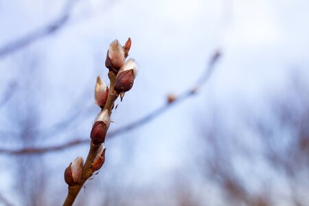 Based willow tree plant photo