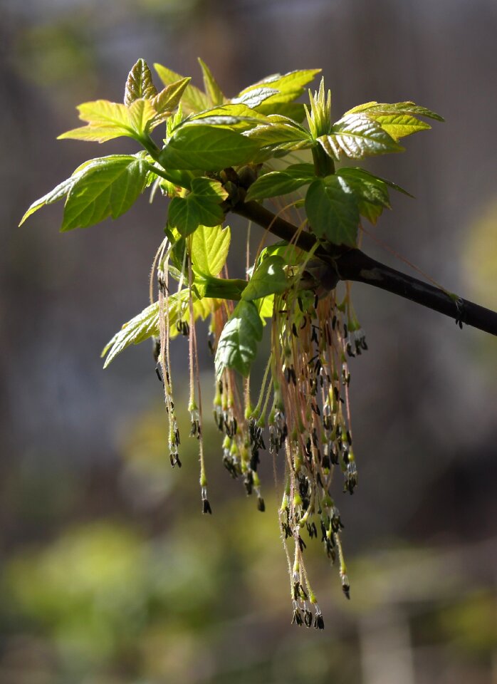 Inflorescence green decorative