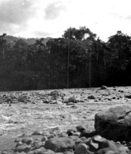 Rio Chapáre. Lokal, Chapáre-området, n.ö Bolivia. Stam, -Yuracáre - SMVK - 005572